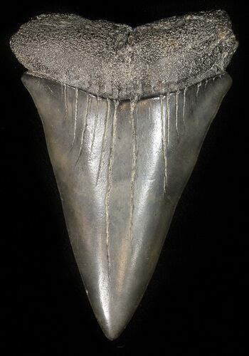 Huge Fossil Mako Shark Tooth - Georgia #42260